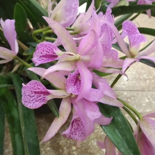 Cattleya Blc. Maikai Mayumi (orquídea Meristema Sem Flor)