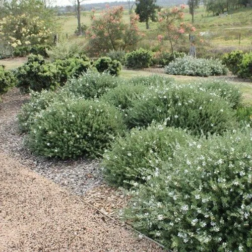 Westringia Fruticosa, Romerito, Romero Australiano Plantas