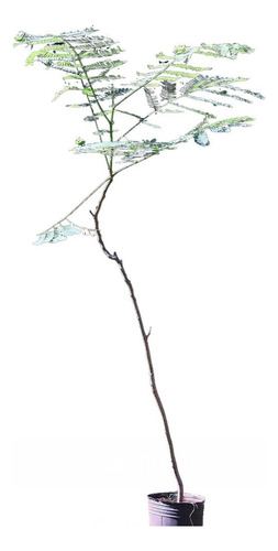 Planta Timbo Enterolobium Contortisiliquum 160 Cm Envios