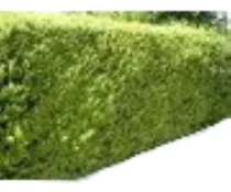 Comprar Sobre Con 100 Semillas Siembra Ligustrina Siembra