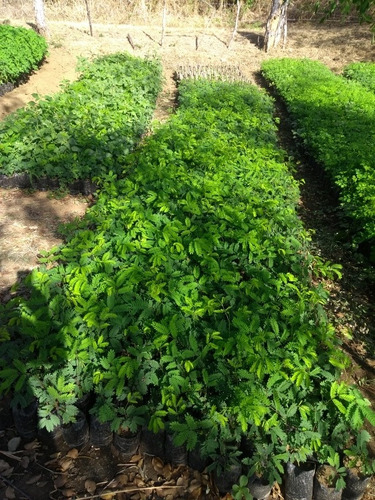 Leucaena Semillas Forrajera Ganado,cabra,ovejo