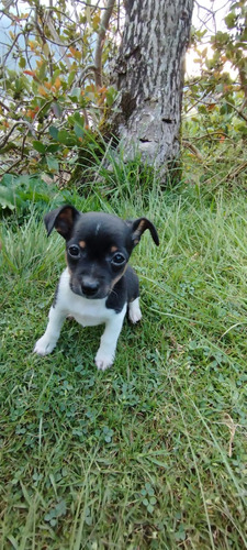 Cachorro Pincher Vaquita Bogotá Pura Raza Animal Pets 