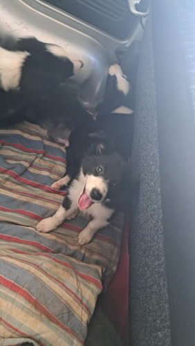 Border Collie