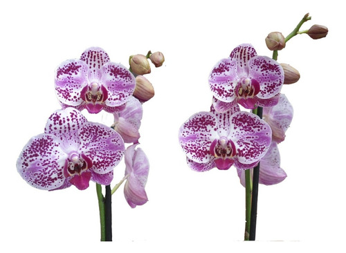 Orquídea Phalaenopsis De Dos Varas