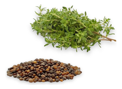 Semillas De Tomillo. Cultivo Agrícola
