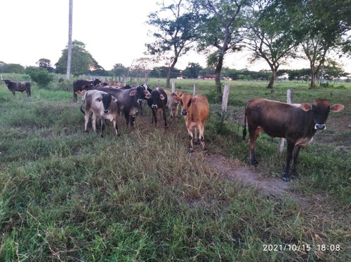 Imagen 15 de 24 de Finca En Barinas A Orilla De La Carretera