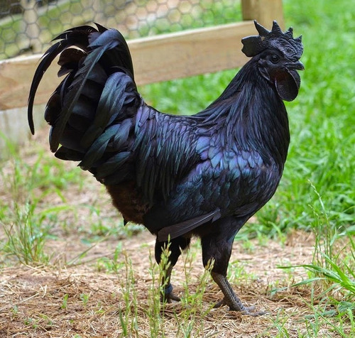 Ovos Férteis Ayam Cemani Indonésios 10 Unidades