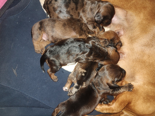 Vendo Cachorros Salchichas Exelentes Ejemplares