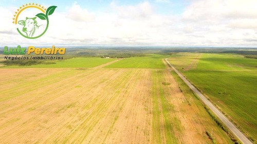Imagem 3 de 15 de Fazenda À Venda Em Aparecida Do Rio Negro - To -1331 Hec (agricultura) - 1925