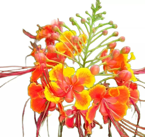 10 Semillas Tabachín Enano Flamboyan Caesalpinia Pulcherrim