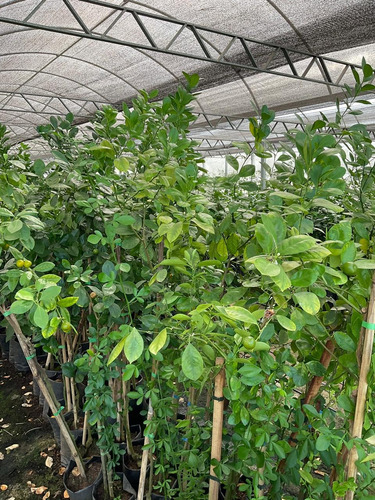 Planta De Calamondín - Naranjo Chino, Frutal Injert.!!!