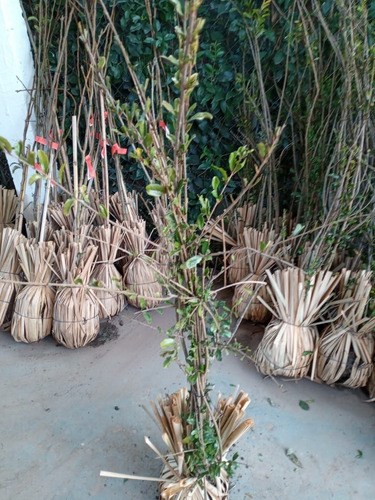 Arbol Frutal Granada - Entrega Gratis Caba Y Gba