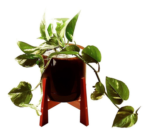 Imagen 1 de 8 de Scindapsus Little Terrario 16 Con Soporte