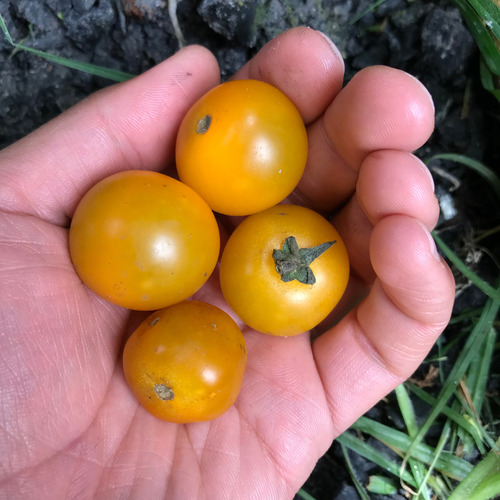 Semillas Orgánicas Tomate Cherry Amarillo X 30