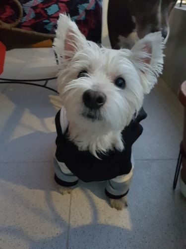 Ropa Para Mascotas, Buzo Para Perro O Gato