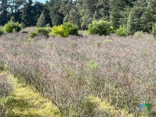 Imagen 9 de 17 de Única Chacra Con Producción De Arándanos En Laguna Del Sauce - Zona Rural Zona Rural