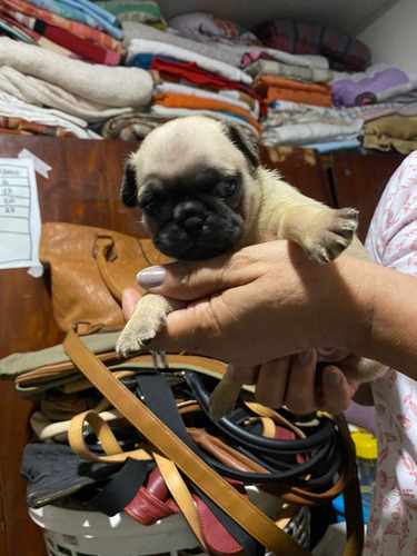 Cachorra Pug Medellin Animal Pets Colombia 