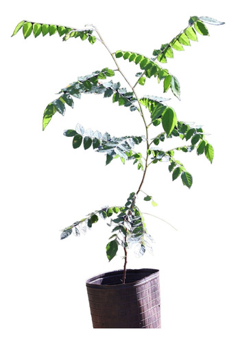 Planta Carambola Averrhoa Carambola 2 Años 60 Cm Envio Grat