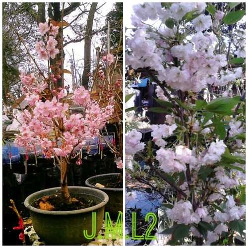 Imagen 1 de 2 de 2 Cerezos Sakuras (shogetsu Y Yamasakura)