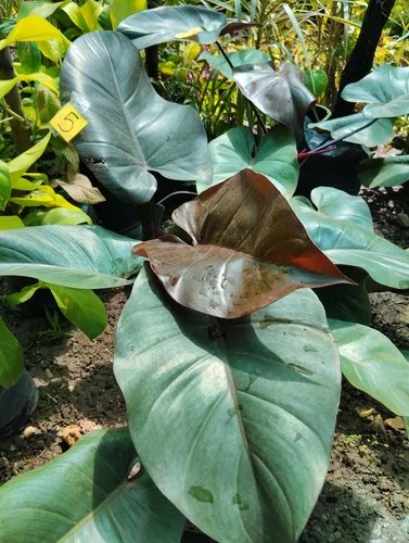Filodendro Congo Rojo
