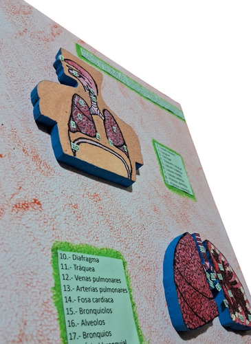 Maqueta Sistema Respiratorio