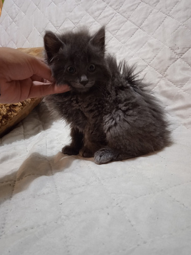Imagen 4 de 4 de Gatito Persa Macho