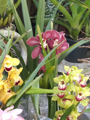 Orquídeas Cymbidiuns Adultas - Varias Cores A Escolher