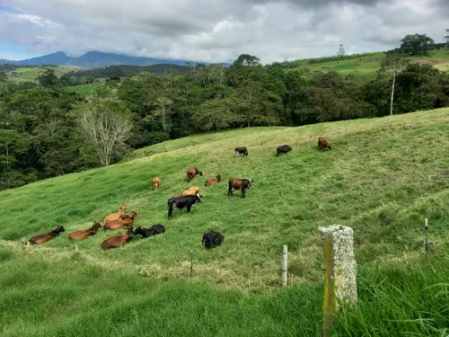 Vendo Finca Ganadera En Restrepo Valle