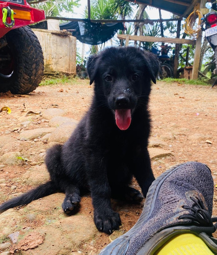 Pastor Belga Malinois Negro