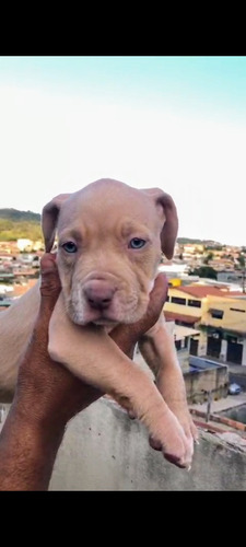 Vendo Filhotes De Pit Monster