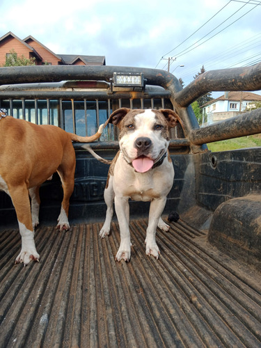 American Pitbull X American Bully, Padres Ala Vista