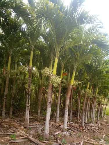 Plantas Chaguaramos Enanos