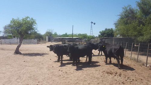 Campo En Venta Villa Quilino - Campo Ganadero Con 2 Casas
