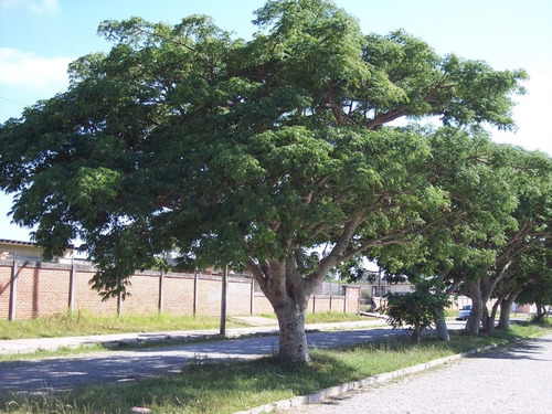 Imagem 6 de 6 de Mix 1200 Sementes Árvores Nativas - Reflorestamento Cerrado Mata Atlantica
