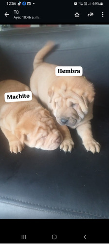 Sharpei Cachorros 