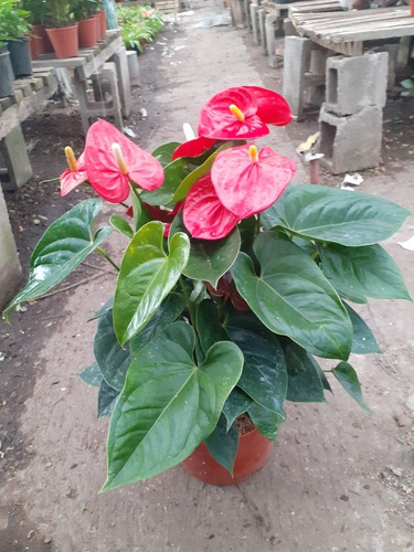 Planta De Interior Anturio Anthurium Scherzerianum M24