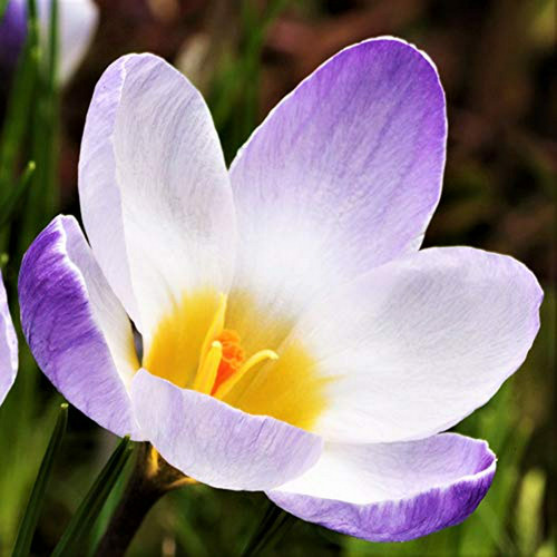 Semillas Bulbos De Crocus Chrysanthus 'blue Pearl' (20 Unida