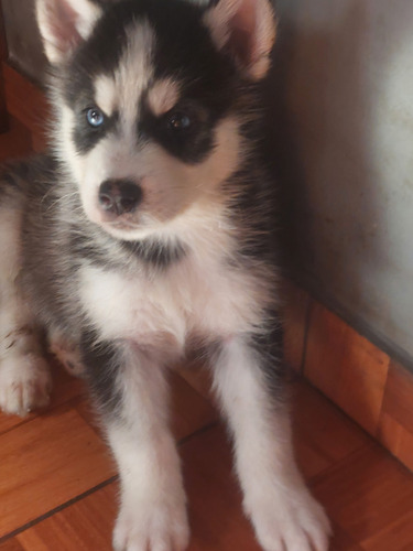 Siberiano Husky 700 Soles Lima