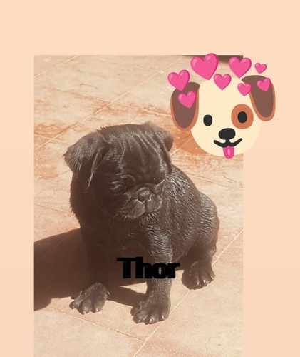 Vendo Cachorro Pug