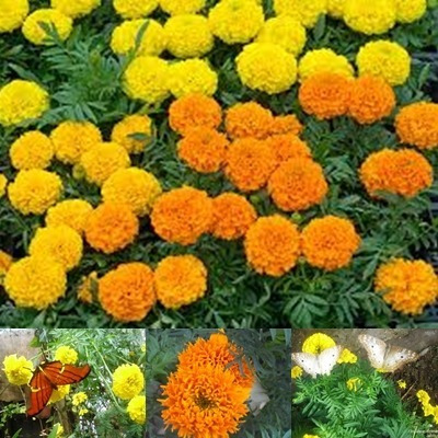 Sementes Flor Tagetes Cravo Defunto Amarelo, Laranja 50 Cada | Parcelamento  sem juros