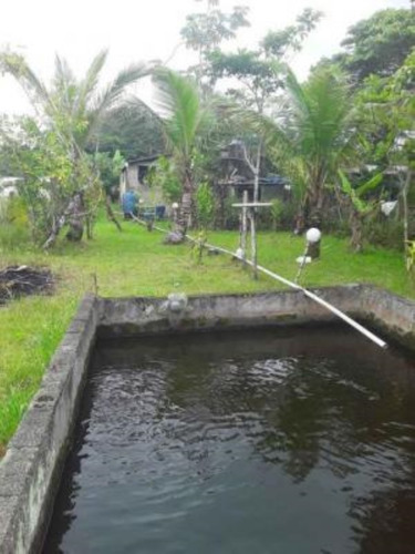 Imagem 4 de 16 de Mini Chácara No Bairro Sítio Velho, Com Tanque Para Peixe Em Itanhaém, Litoral Sul De São Paulo, Localizado Lado Serra, Ficando 1.300 Metros Da Rodovia E 2.800 Metros Do Mar.