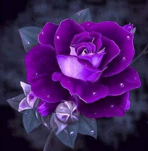 Semillas Rosa Purpura Violeta Flor Exotica Rosa Violeta | MercadoLibre