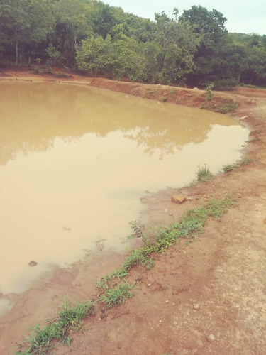 Imagen 10 de 15 de Finca En El Paguey, Barinas En Venta