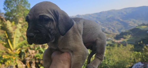 Cachorro Fila Brasilero