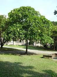15 Plántulas (árbol) De Almendro Indio (terminalia Catappa)