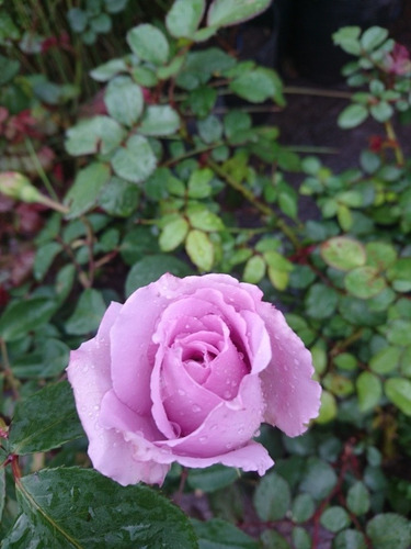 Rosa, Rosales, Regalo San Valentin, Dia De Los Enamorados
