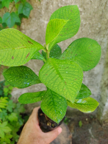 Plantin De Gomero Africano