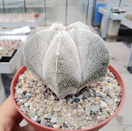 Semillas Cactus - Astrophytum Myrostigma