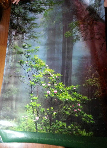 Afiche Poster Foto Mural Naturaleza Plantas Bosque Oferta