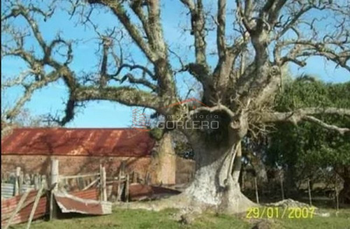 Campo Ganadero En Venta Rocha, Zona De Castillos- Ref: 26231